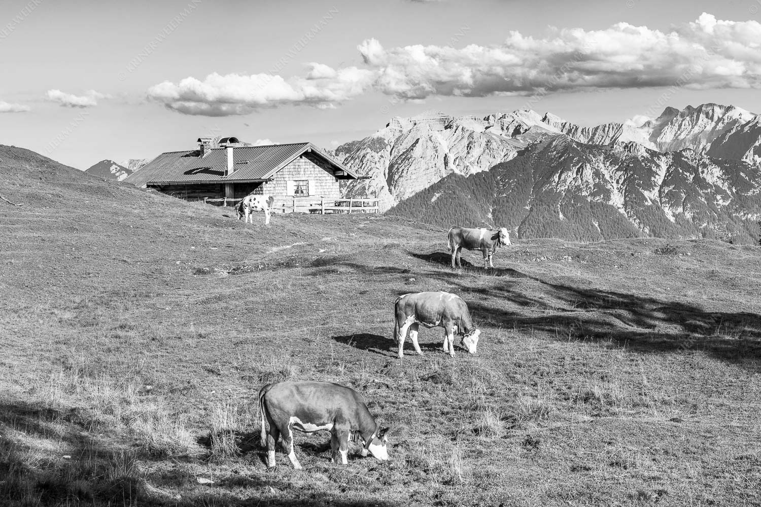 Blick über Krüneralm ins Karwendelgebirge - Auf da Krüneralm III 3:2 sw -- Kälber und Alm mit Soierngebirge - mehr Infos bei www.Kriner-Weiermann.de