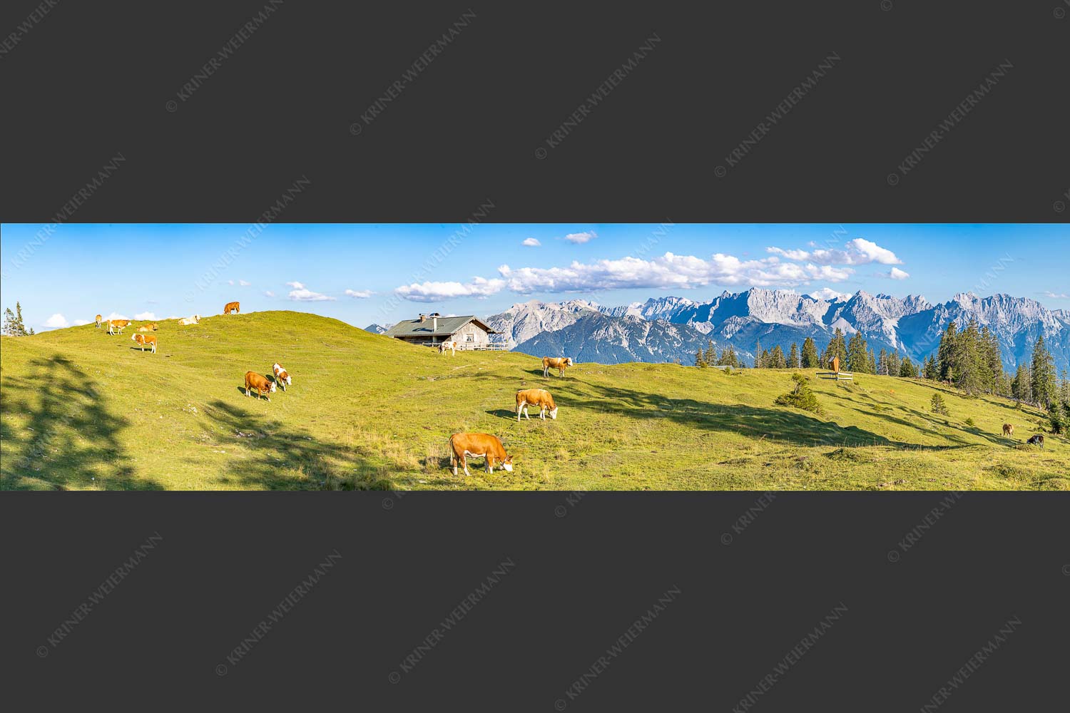 Blick über Krüneralm ins Karwendelgebirge - Auf da Krüneralm III 4:1  -- Kälber und Alm mit Soierngebirge - mehr Infos bei www.Kriner-Weiermann.de