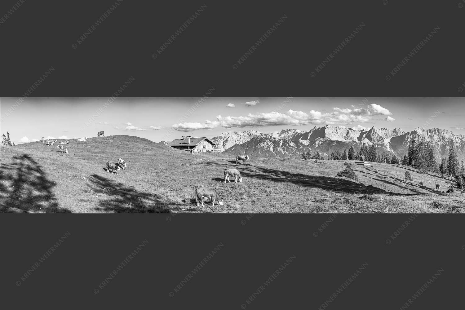 Blick über Krüneralm ins Karwendelgebirge - Auf da Krüneralm III 4:1 sw -- Kälber und Alm mit Soierngebirge - mehr Infos bei www.Kriner-Weiermann.de