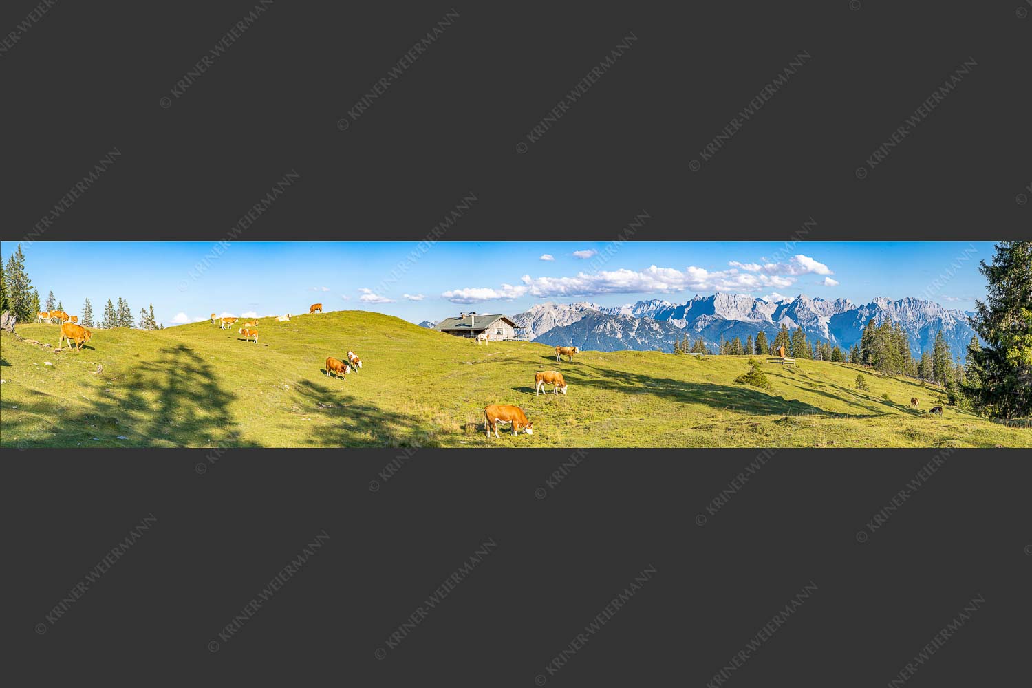 Blick über Krüneralm ins Karwendelgebirge - Auf da Krüneralm III 5:1  -- Kälber und Alm mit Soierngebirge - mehr Infos bei www.Kriner-Weiermann.de