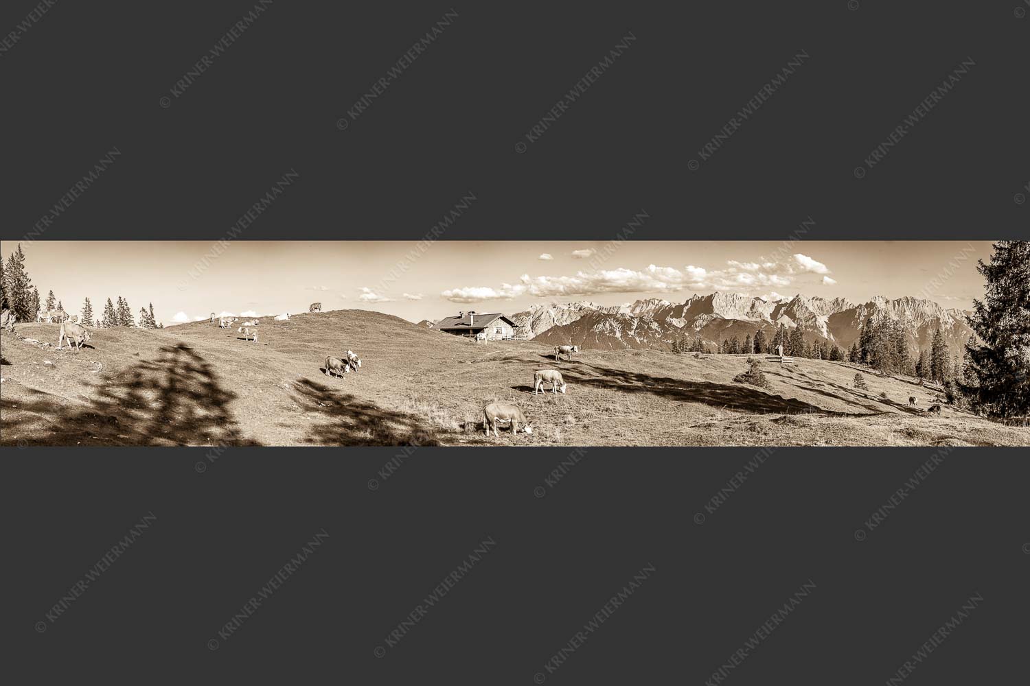 Blick über Krüneralm ins Karwendelgebirge - Auf da Krüneralm III 5:1 sepia -- Kälber und Alm mit Soierngebirge - mehr Infos bei www.Kriner-Weiermann.de