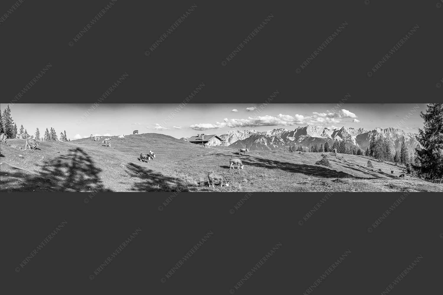 Blick über Krüneralm ins Karwendelgebirge - Auf da Krüneralm III 5:1 sw -- Kälber und Alm mit Soierngebirge - mehr Infos bei www.Kriner-Weiermann.de