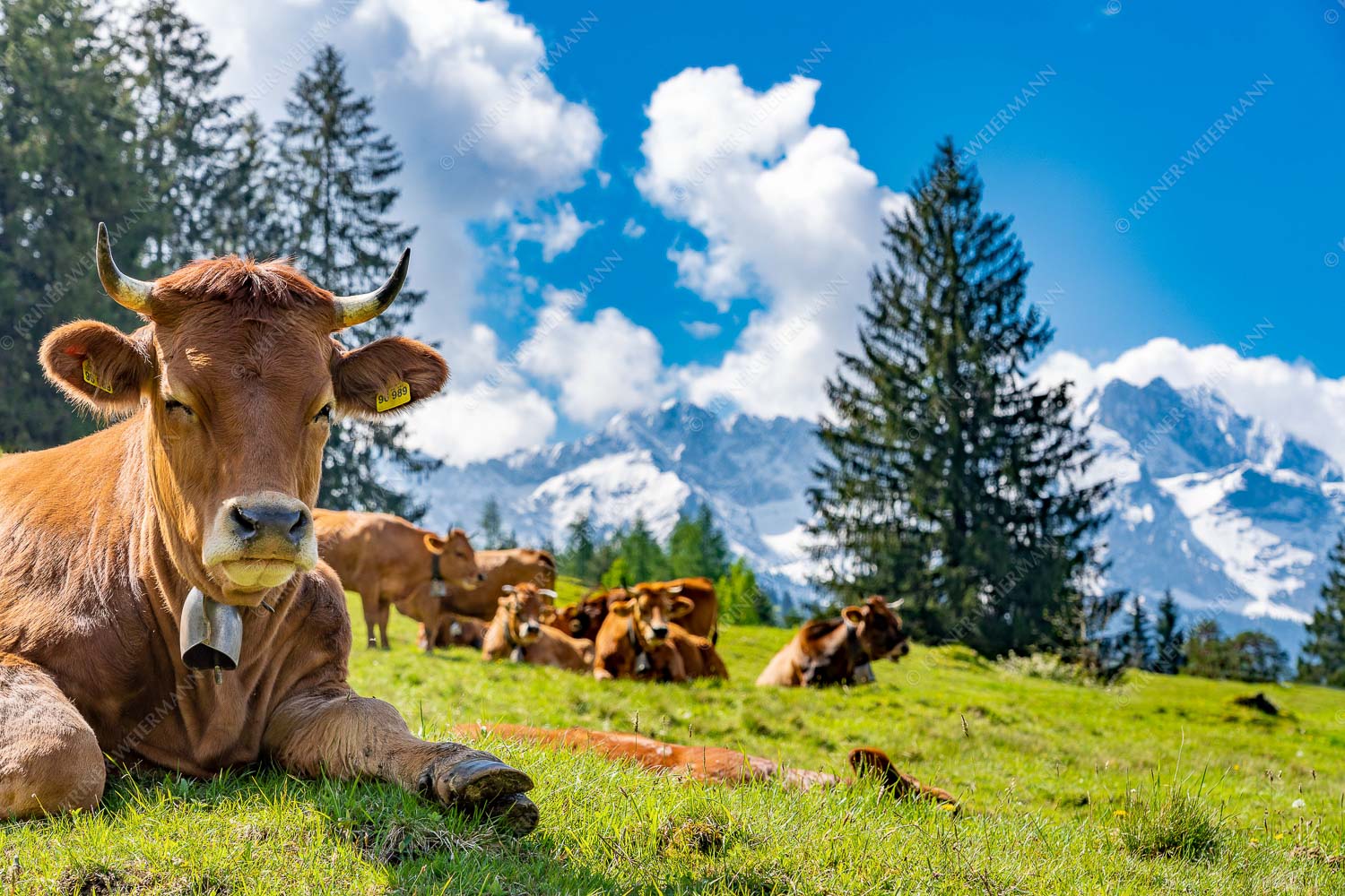 Werdenfelser Rinder mit Wetterstein im Hintergrund - Ausspannen 3:2  -- Murnau-Werdenfelser Rinder - mehr Infos bei www.Kriner-Weiermann.de