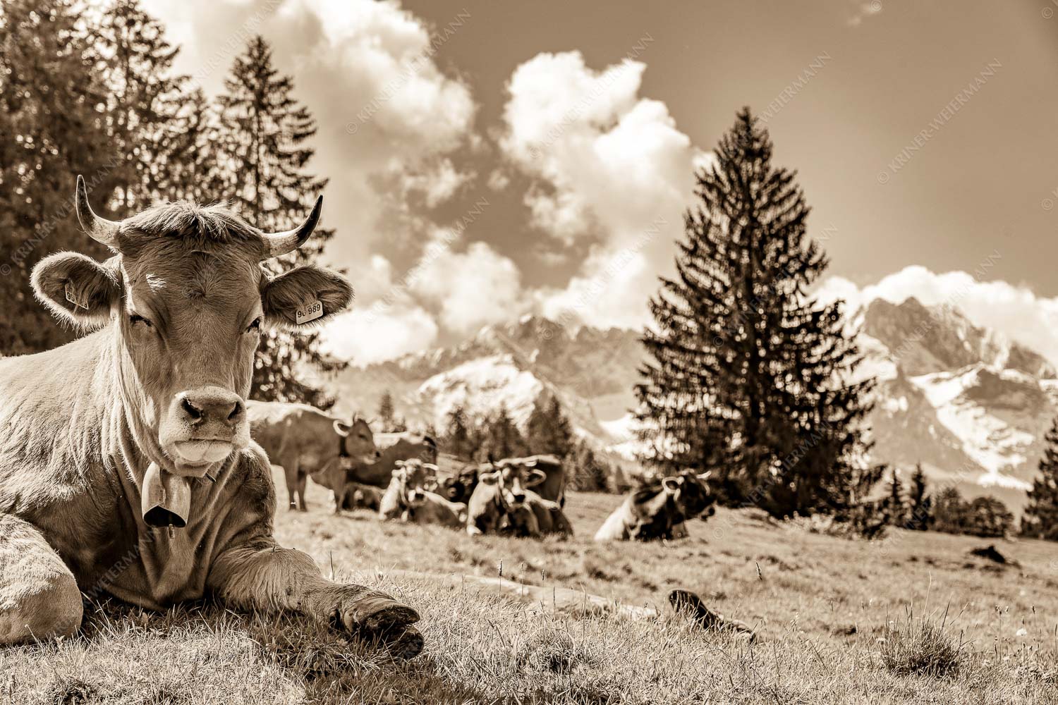 Werdenfelser Rinder mit Wetterstein im Hintergrund - Ausspannen 3:2 sepia -- Murnau-Werdenfelser Rinder - mehr Infos bei www.Kriner-Weiermann.de
