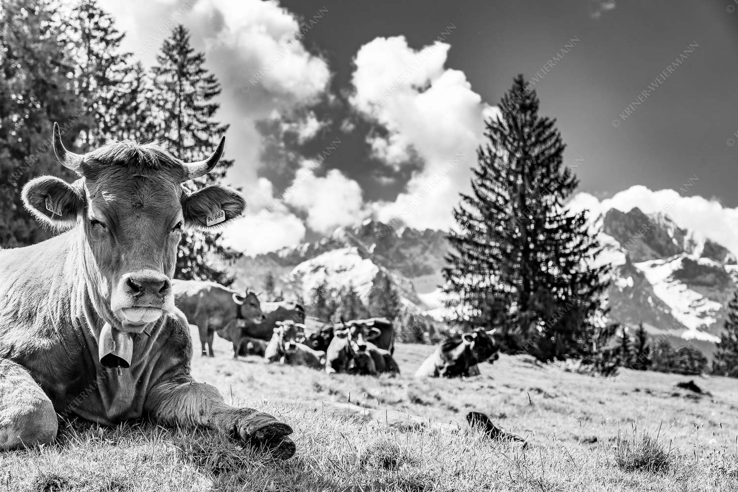 Werdenfelser Rinder mit Wetterstein im Hintergrund - Ausspannen 3:2 sw -- Murnau-Werdenfelser Rinder - mehr Infos bei www.Kriner-Weiermann.de