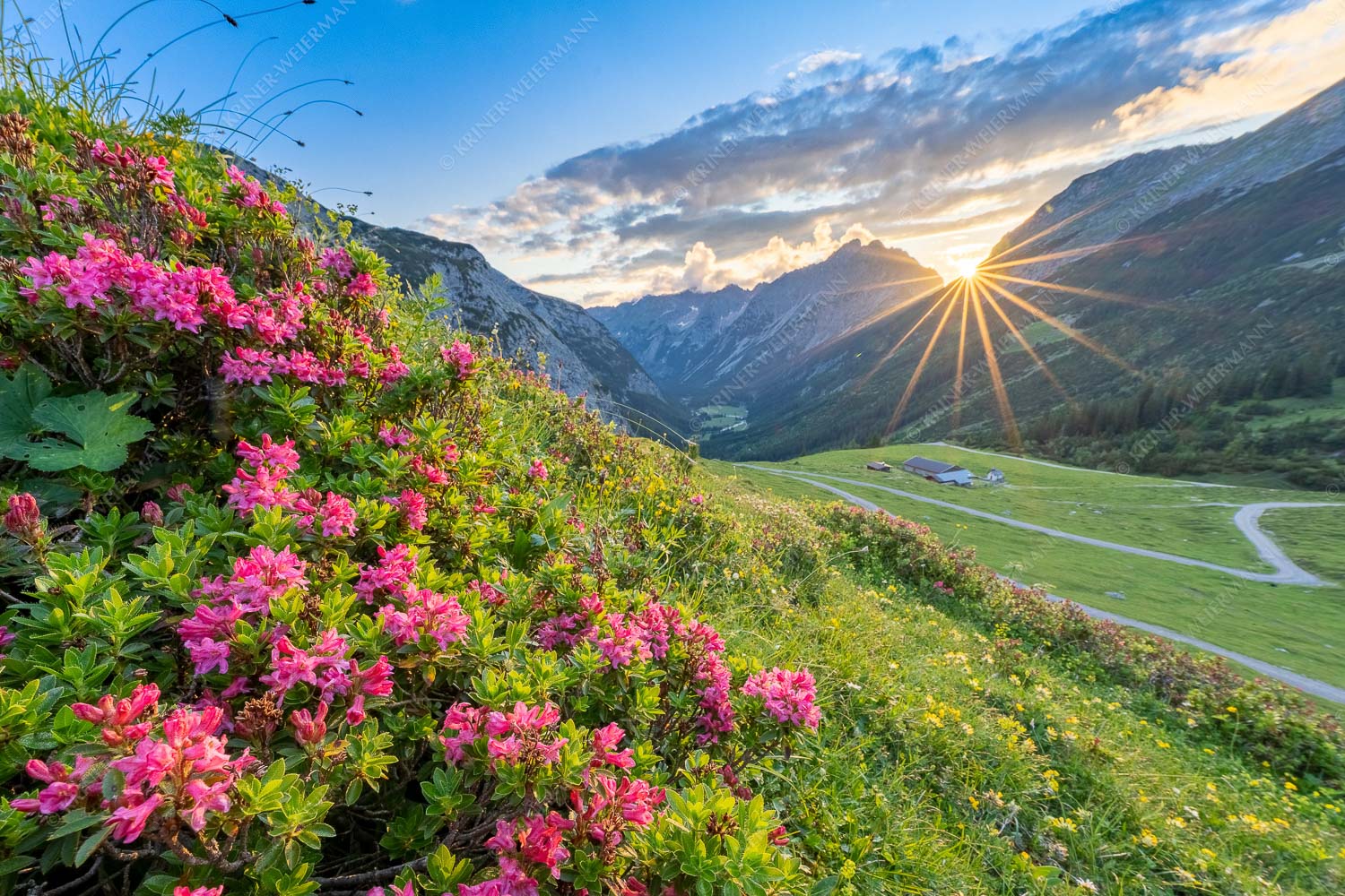 Sonnenuntergang an Bärnalpl im Karwendelgebirge - Bäralpl 3:2  -- Almrosen am Karwendelhaus - mehr Infos bei www.Kriner-Weiermann.de