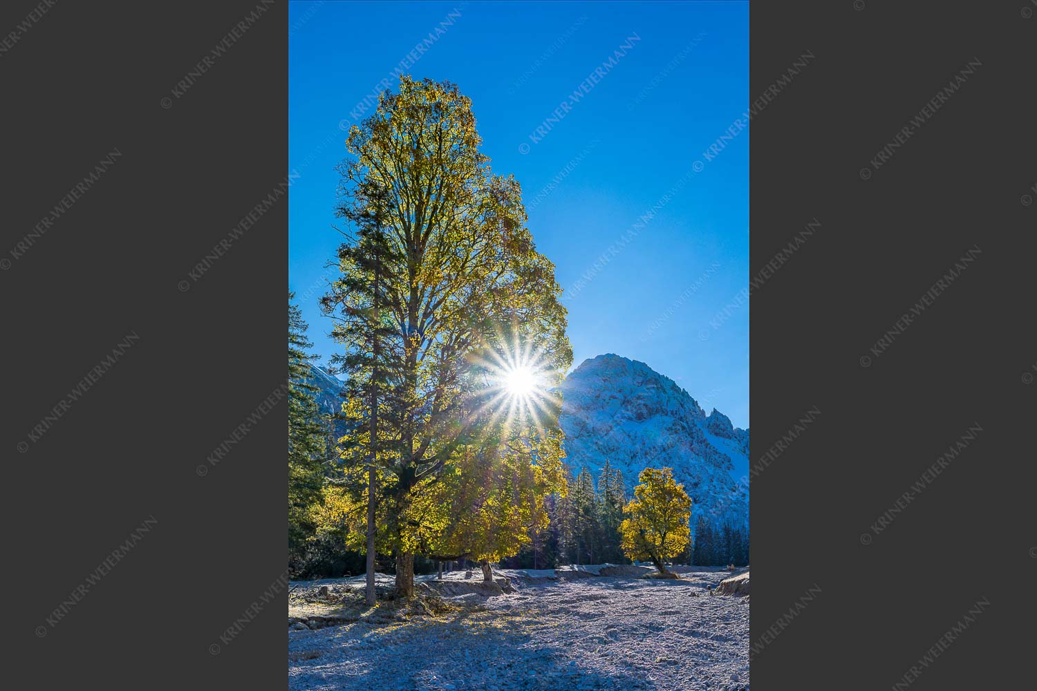 Herbstlicher Ahorn im Eppzirlertal im Karwendelgebirge - Bam im Booch 2:3  -- Herbstlicher Baum im Flussbett - mehr Infos bei www.Kriner-Weiermann.de