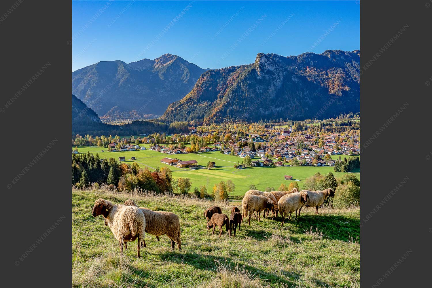 Blick über Oberammergau zum Kofel im Ammergebirge - Bergschafe Oberammergau 1:1  -- Schafe mit Kofel - mehr Infos bei www.Kriner-Weiermann.de