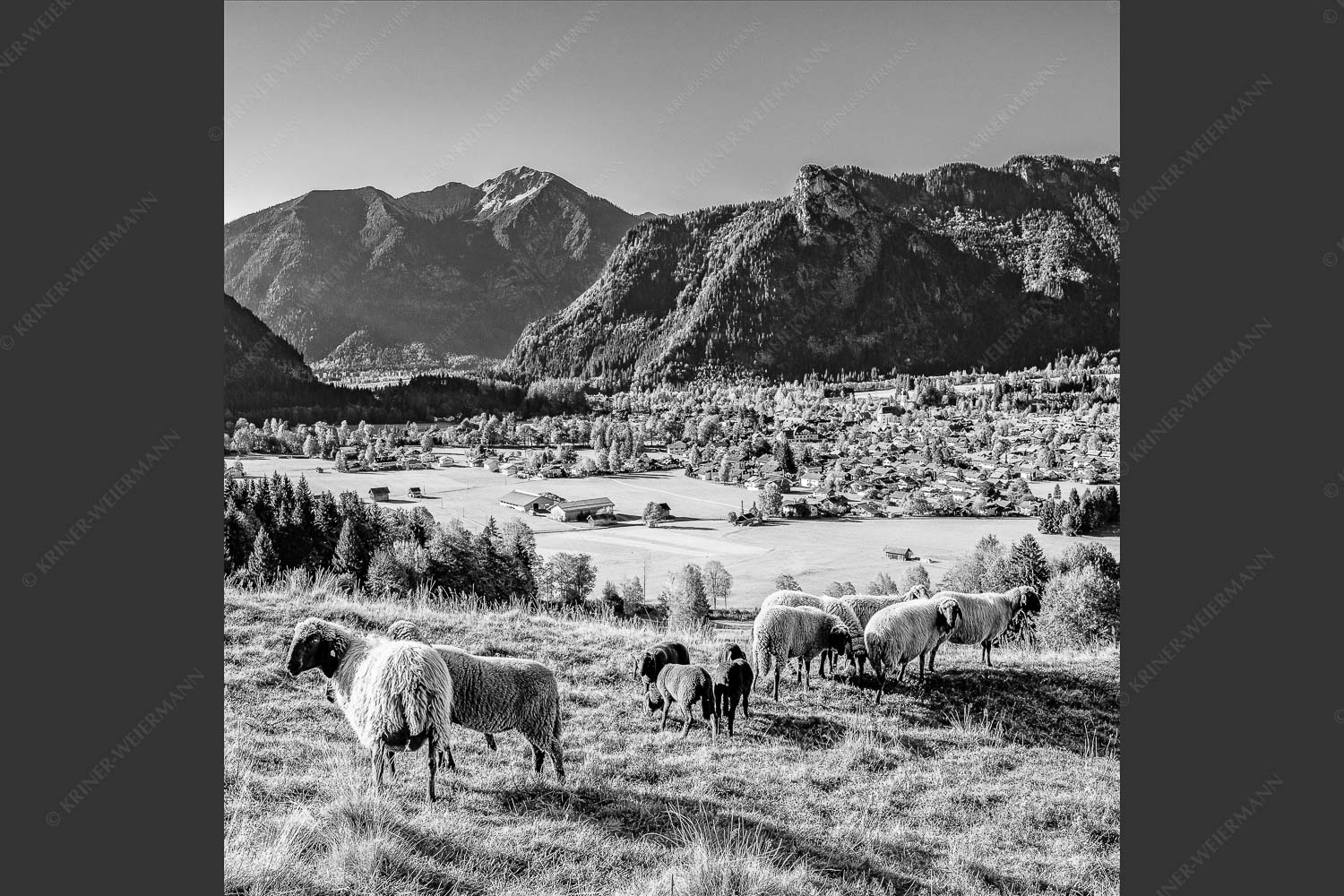 Blick über Oberammergau zum Kofel im Ammergebirge - Bergschafe Oberammergau 1:1 sw -- Schafe mit Kofel - mehr Infos bei www.Kriner-Weiermann.de
