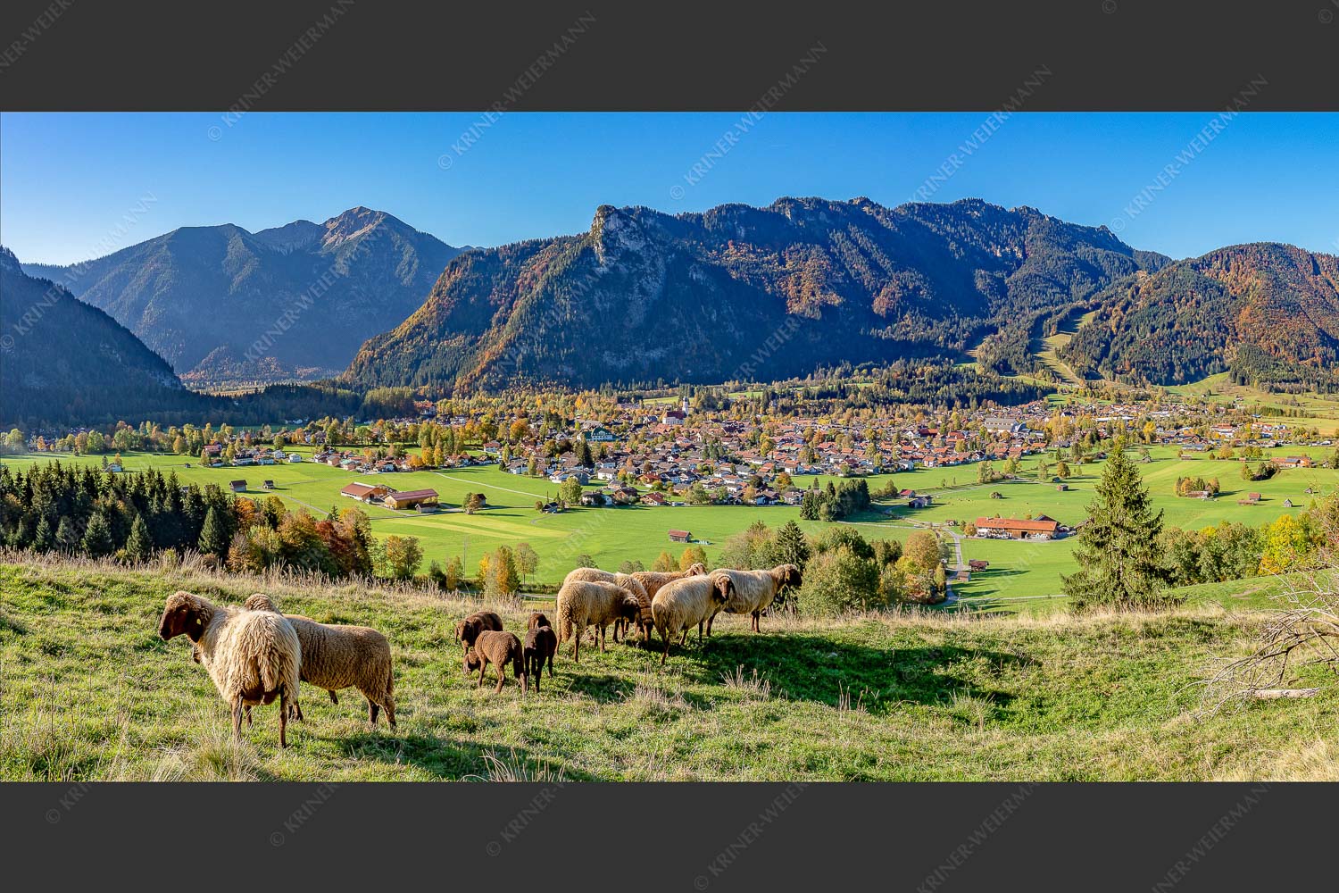 Blick über Oberammergau zum Kofel im Ammergebirge - Bergschafe Oberammergau 2:1  -- Schafe mit Kofel - mehr Infos bei www.Kriner-Weiermann.de