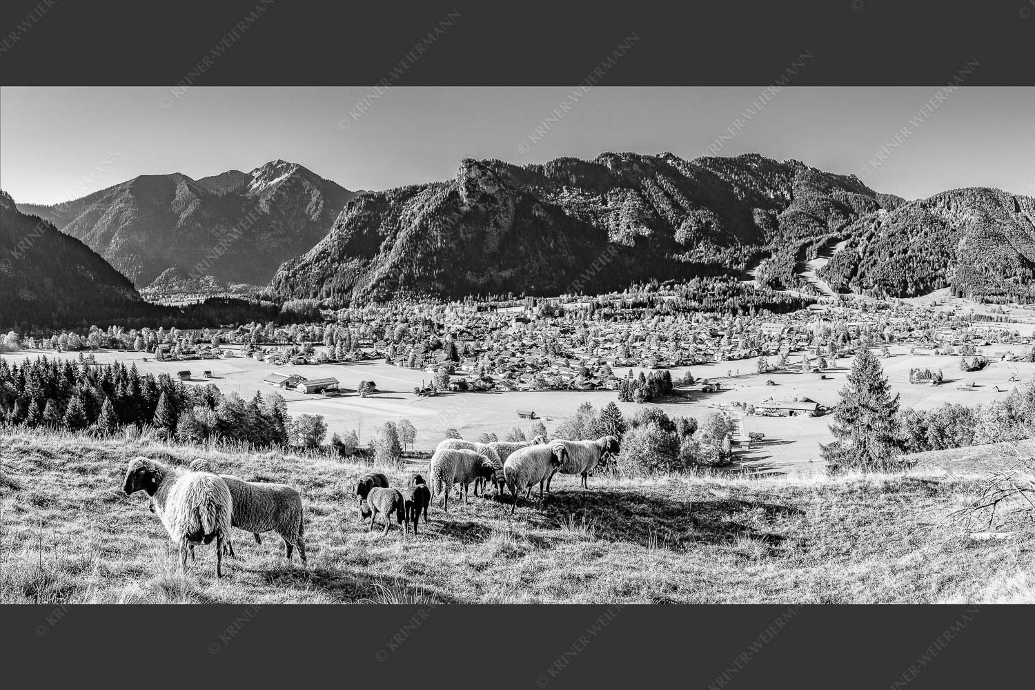 Blick über Oberammergau zum Kofel im Ammergebirge - Bergschafe Oberammergau 2:1 sw -- Schafe mit Kofel - mehr Infos bei www.Kriner-Weiermann.de