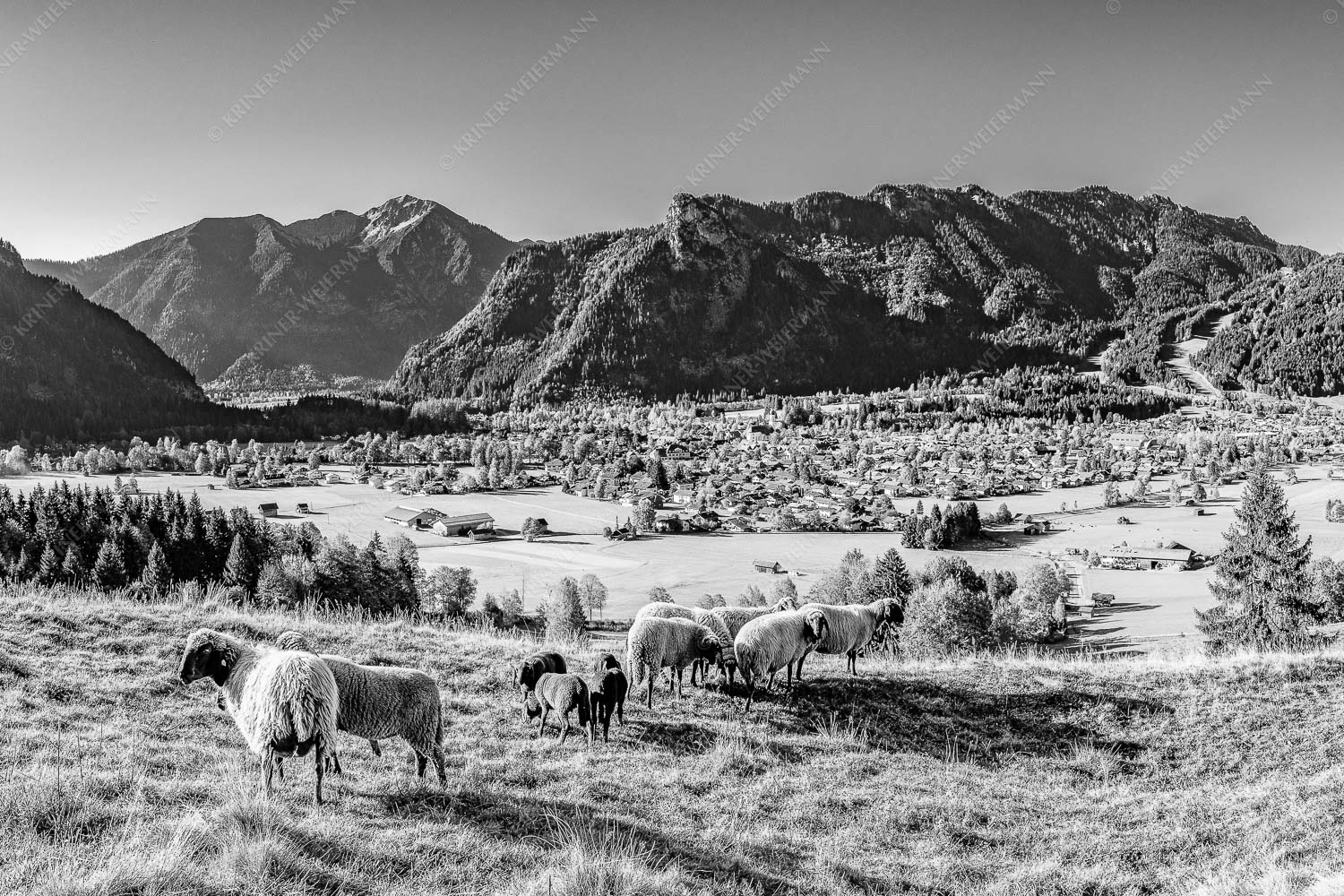 Blick über Oberammergau zum Kofel im Ammergebirge - Bergschafe Oberammergau 3:2 sw -- Schafe mit Kofel - mehr Infos bei www.Kriner-Weiermann.de