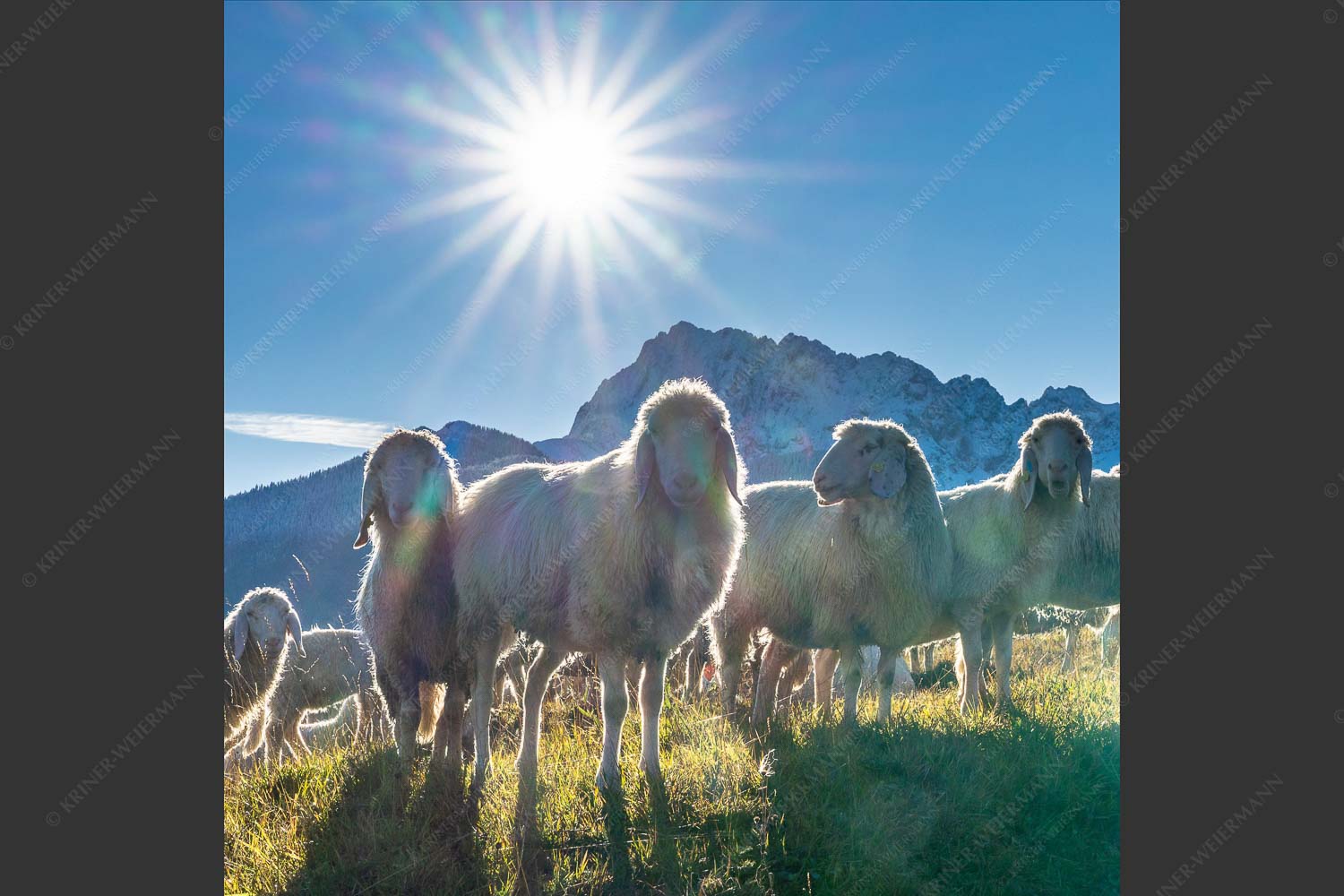 Bergschafe mit Blick zum Wörner im Karwendel - Bergschafe 1:1  -- Schafe mit Karwendelgebirge - mehr Infos bei www.Kriner-Weiermann.de
