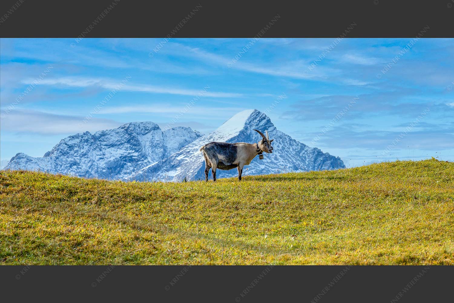 Bergziege vor Alpspitze im Wettersteingebirge - Bergziege vor Alpspitze 2:1  -- Ziege mit Wetterstein - mehr Infos bei www.Kriner-Weiermann.de