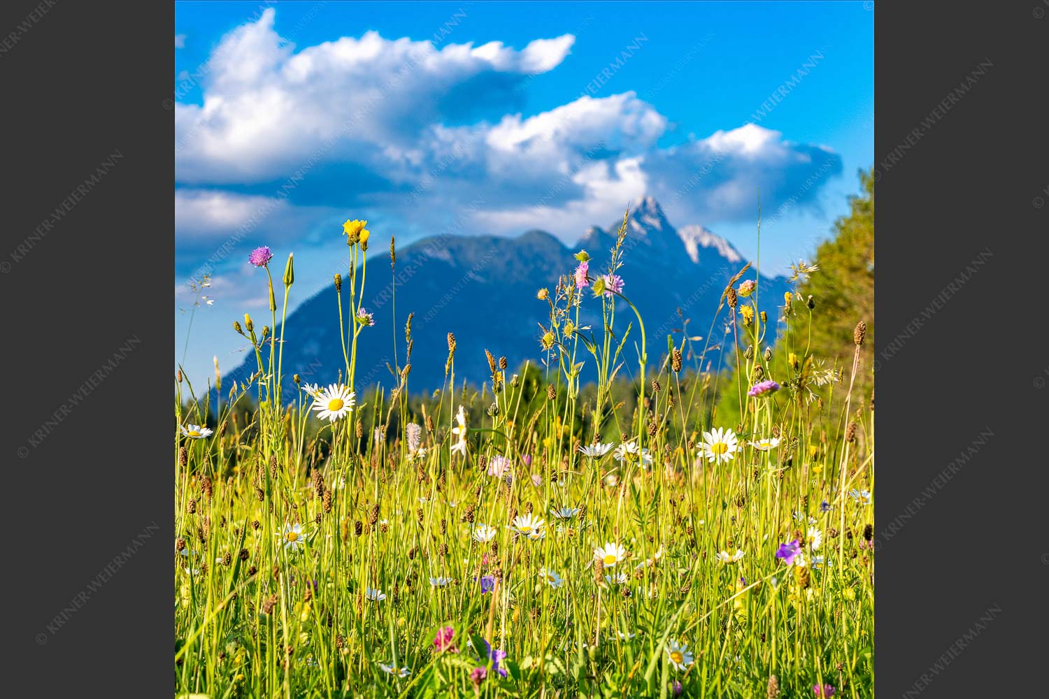 Blumenwiese in Leutasch vor den Arnspitzen - Blumenwiese vor Arnplattenspitze 1:1  -- Leutasch - mehr Infos bei www.Kriner-Weiermann.de
