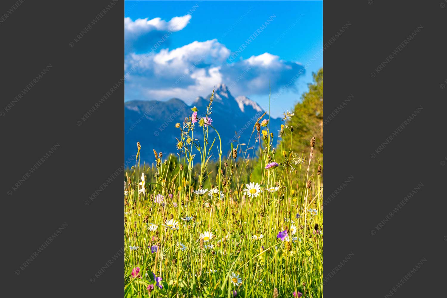 Blumenwiese in Leutasch vor den Arnspitzen - Blumenwiese vor Arnplattenspitze 2:3  -- Leutasch - mehr Infos bei www.Kriner-Weiermann.de