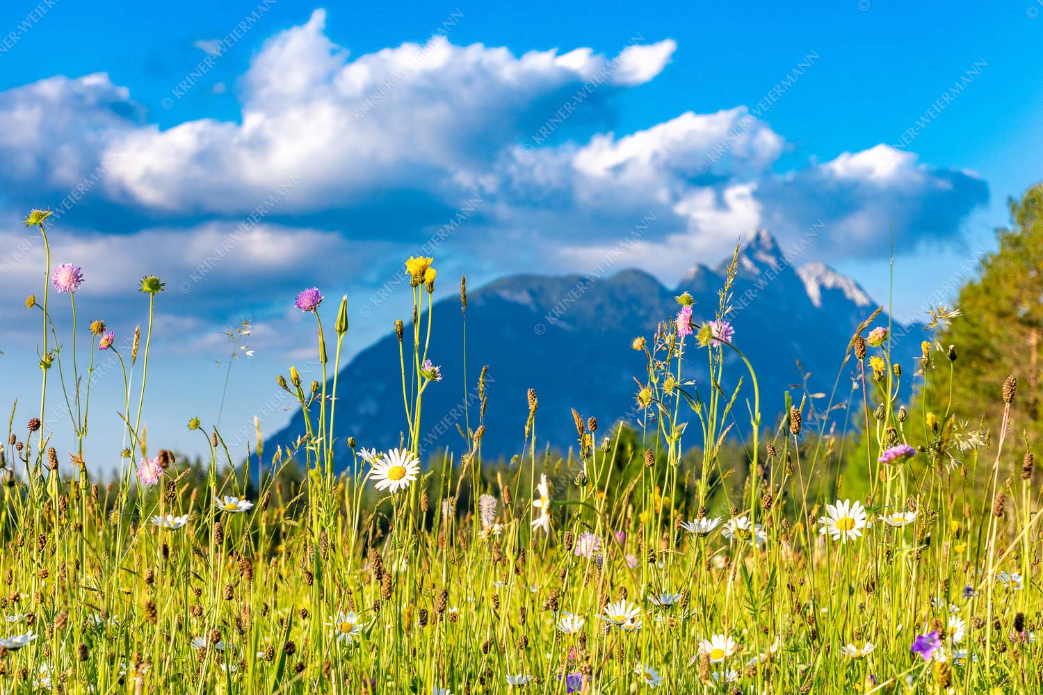 Blumenwiese in Leutasch vor den Arnspitzen - Blumenwiese vor Arnplattenspitze 3:2  -- Leutasch - mehr Infos bei www.Kriner-Weiermann.de