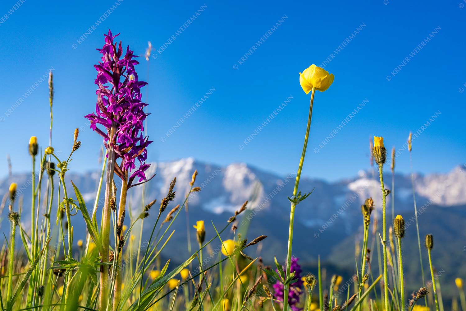 Blumenwiese vor Wettersteinwand - Blumenwiese Wetterstein II 3:2  -- Knabenkraut - mehr Infos bei www.Kriner-Weiermann.de