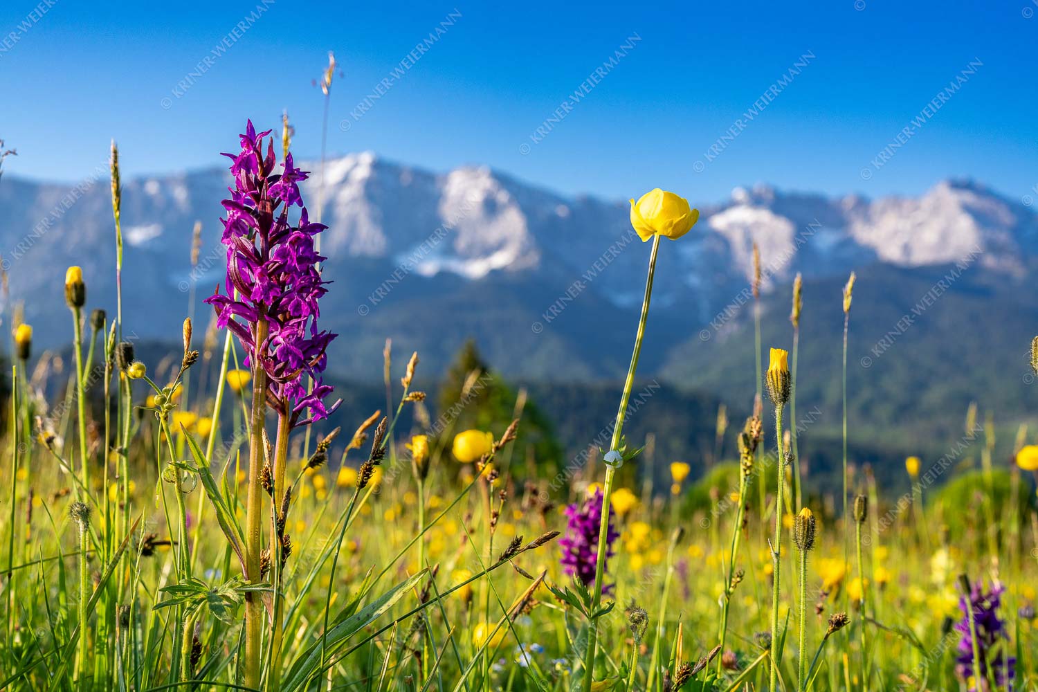 Blumenwiese vor Wettersteinwand - Blumenwiese Wetterstein 3:2  -- Orchideen - mehr Infos bei www.Kriner-Weiermann.de