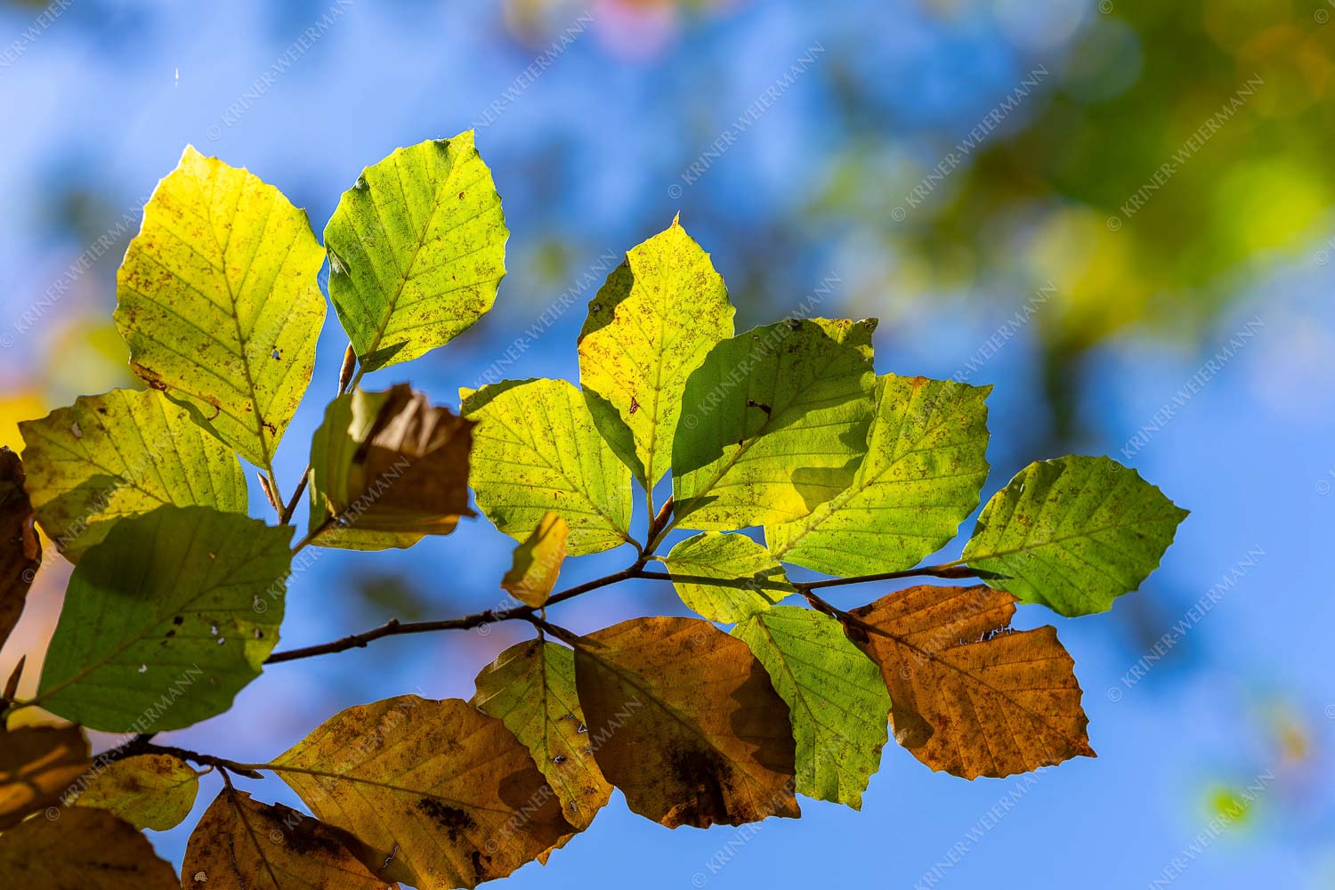 Herbstliche Buchen-Blätter - Buchenblätter 3:2  -- Herbstliche Blätter - mehr Infos bei www.Kriner-Weiermann.de