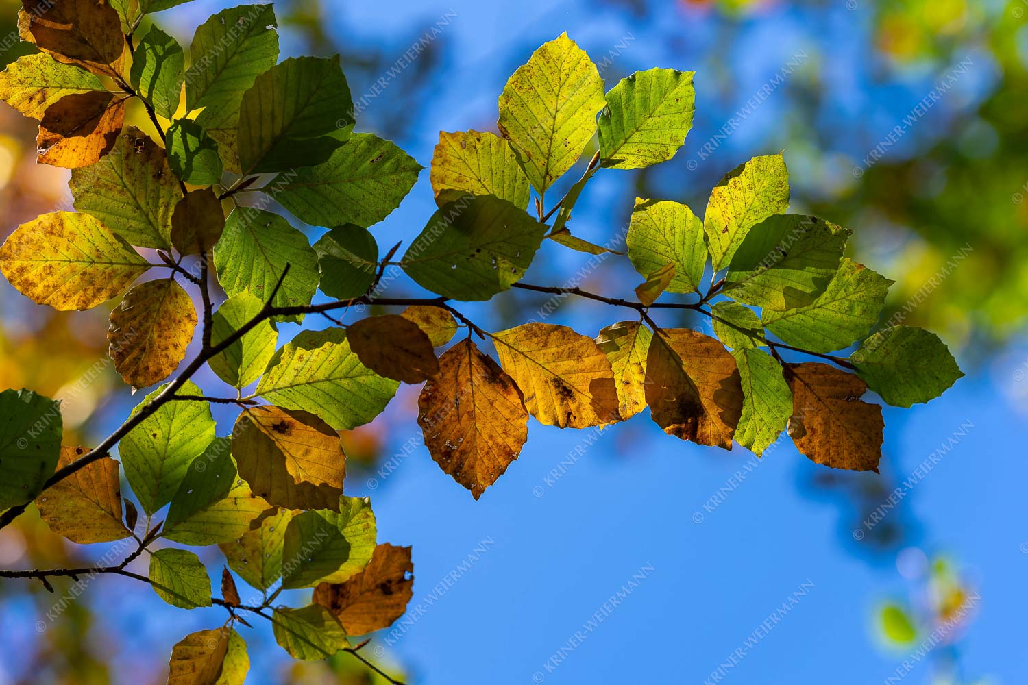 Herbstliche Buche und Blätter - Buchenblätter II 3:2  -- Buche - mehr Infos bei www.Kriner-Weiermann.de