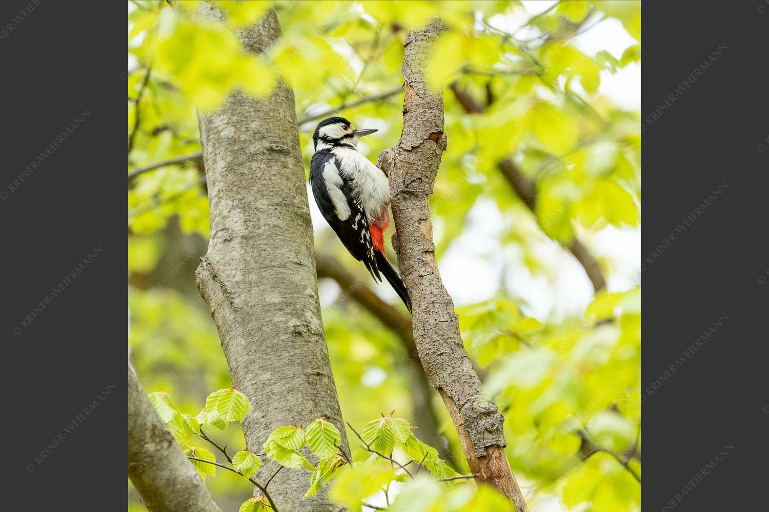 Buntspecht auf Buche - Buntspecht 1:1  -- Vogel - mehr Infos bei www.Kriner-Weiermann.de