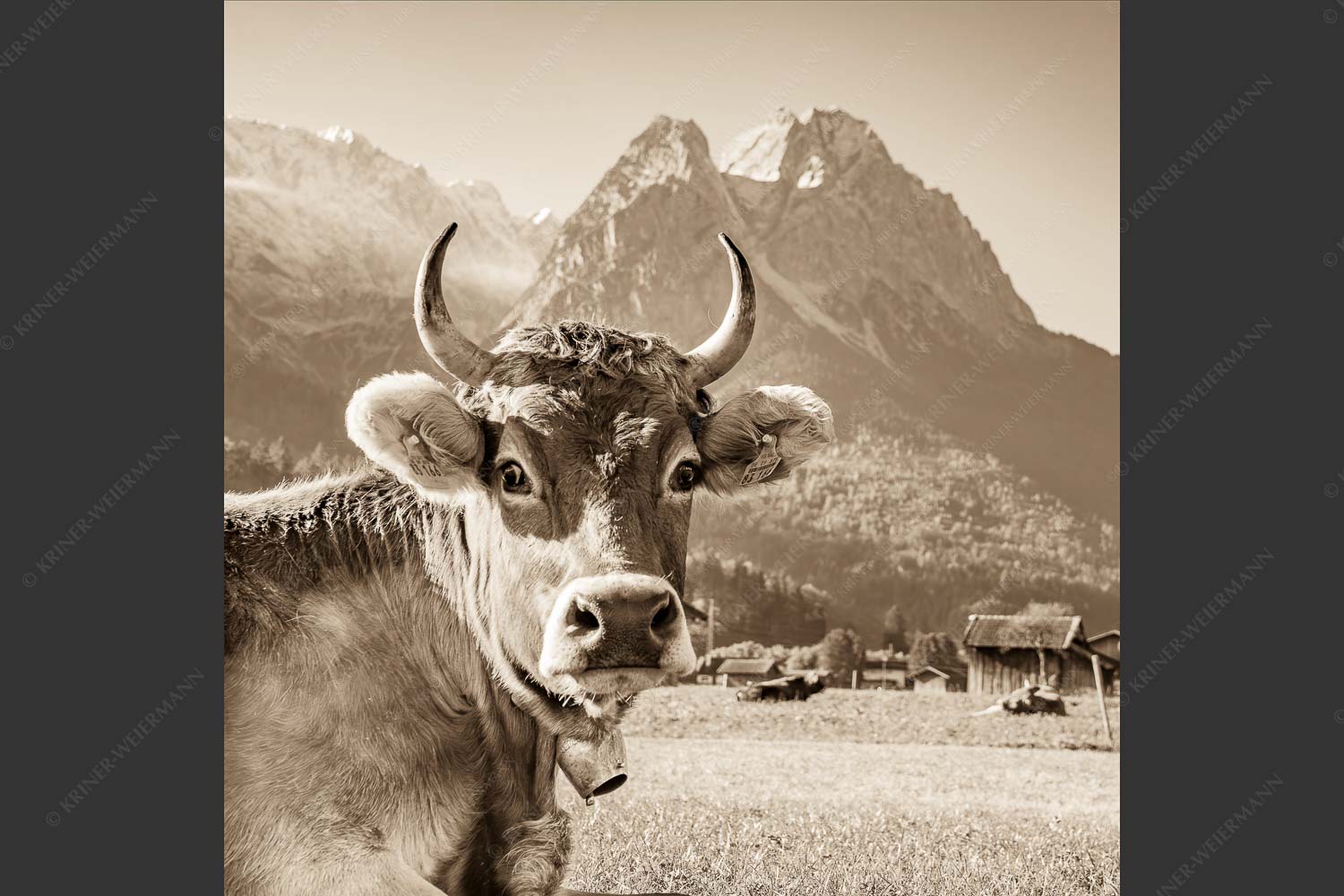 Kuh in Garmisch-Partenkirchen mit Waxenstein - Dawischt 1:1 sepia -- Kuh in Garmisch-Partenkirchen - mehr Infos bei www.Kriner-Weiermann.de