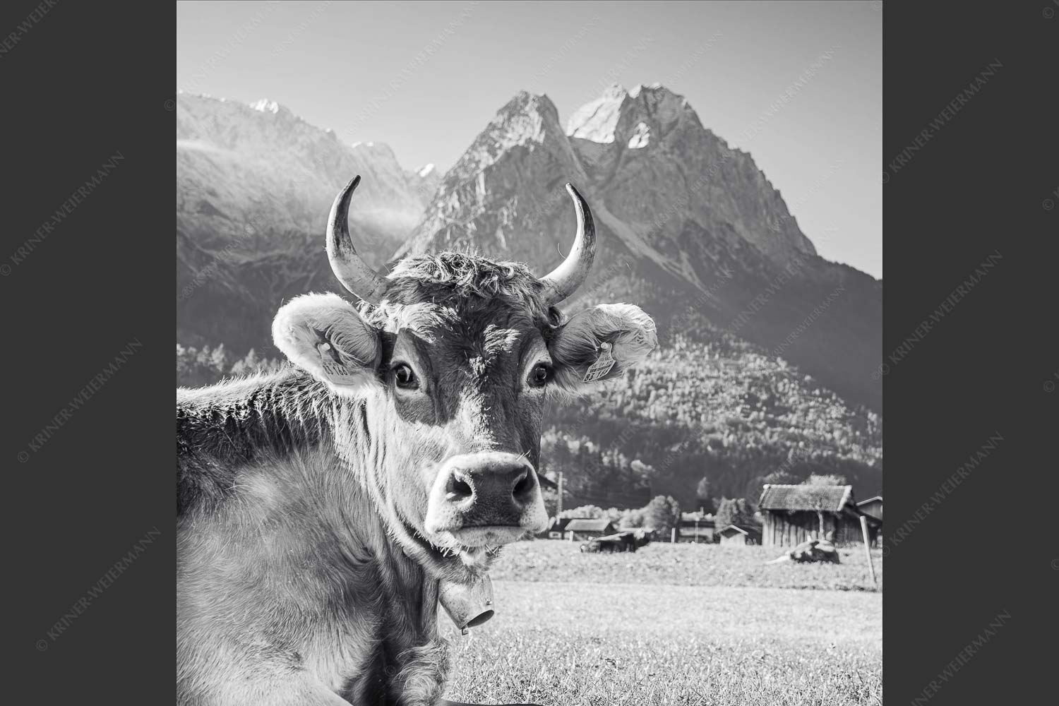 Kuh in Garmisch-Partenkirchen mit Waxenstein - Dawischt 1:1 sw -- Kuh in Garmisch-Partenkirchen - mehr Infos bei www.Kriner-Weiermann.de