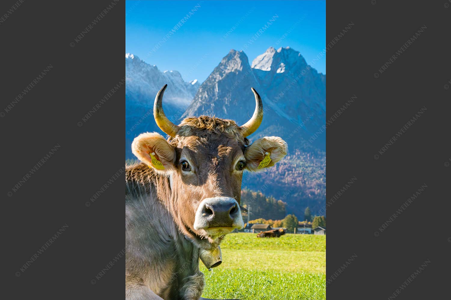 Kuh in Garmisch-Partenkirchen mit Waxenstein - Dawischt 2:3  -- Kuh in Garmisch-Partenkirchen - mehr Infos bei www.Kriner-Weiermann.de