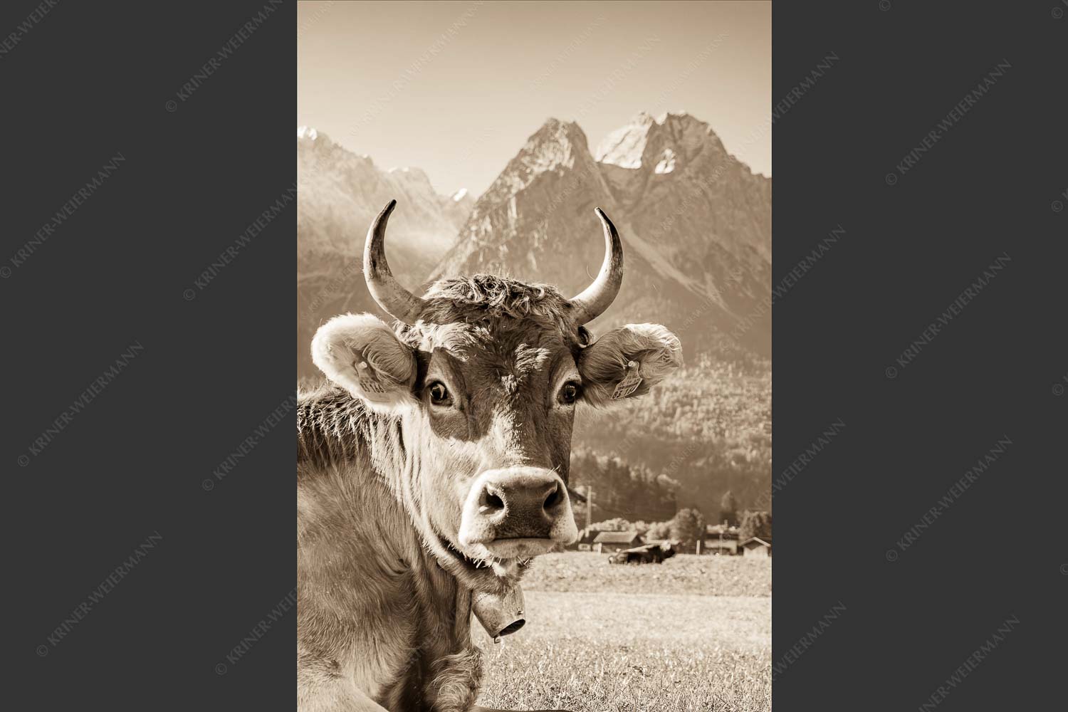Kuh in Garmisch-Partenkirchen mit Waxenstein - Dawischt 2:3 sepia -- Kuh in Garmisch-Partenkirchen - mehr Infos bei www.Kriner-Weiermann.de