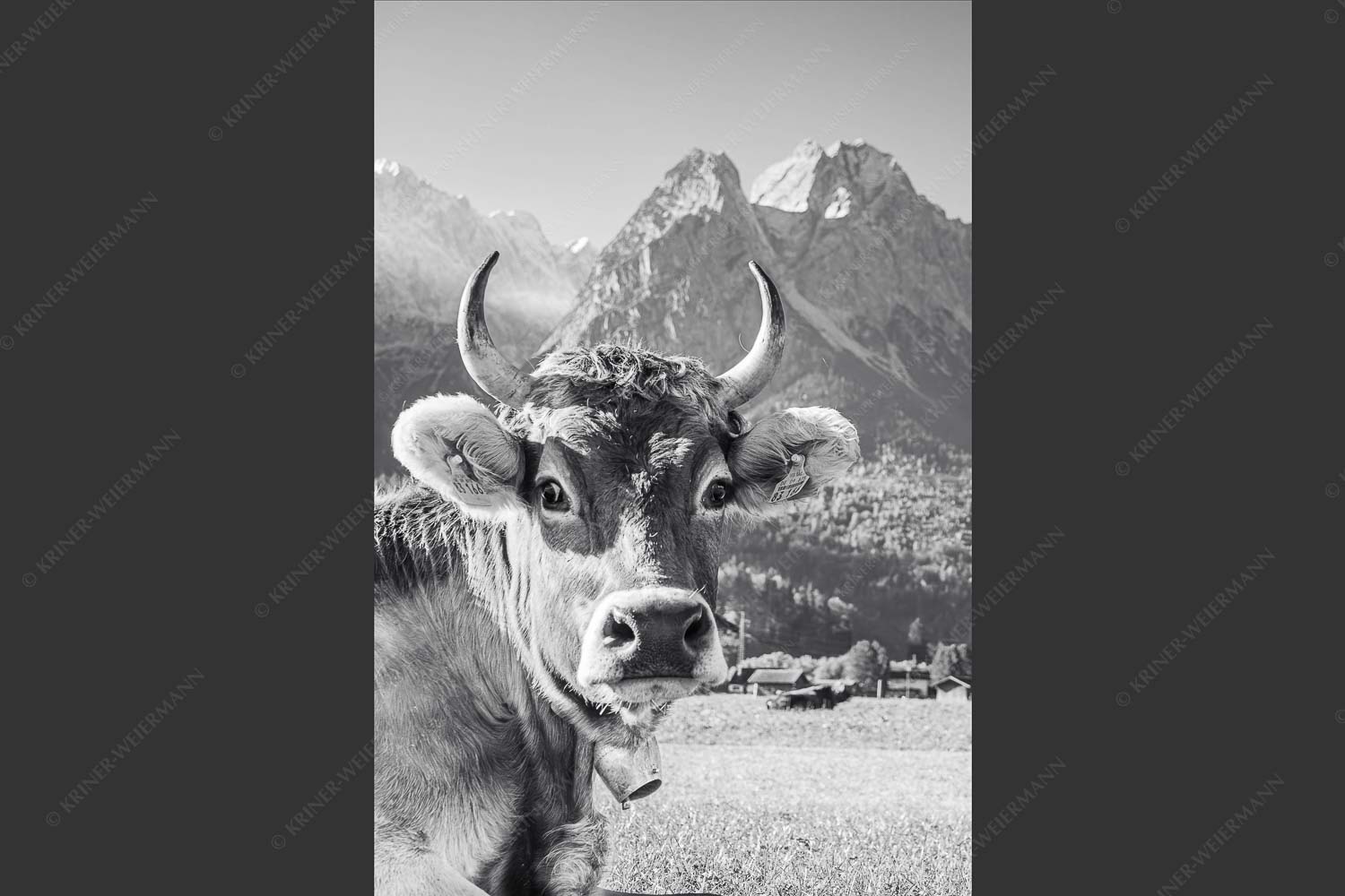 Kuh in Garmisch-Partenkirchen mit Waxenstein - Dawischt 2:3 sw -- Kuh in Garmisch-Partenkirchen - mehr Infos bei www.Kriner-Weiermann.de