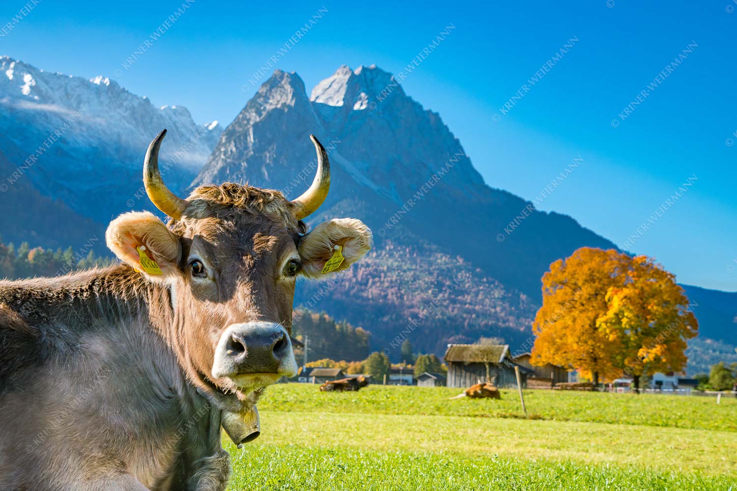 Kuh in Garmisch-Partenkirchen mit Waxenstein - Dawischt 3:2  -- Kuh in Garmisch-Partenkirchen - mehr Infos bei www.Kriner-Weiermann.de