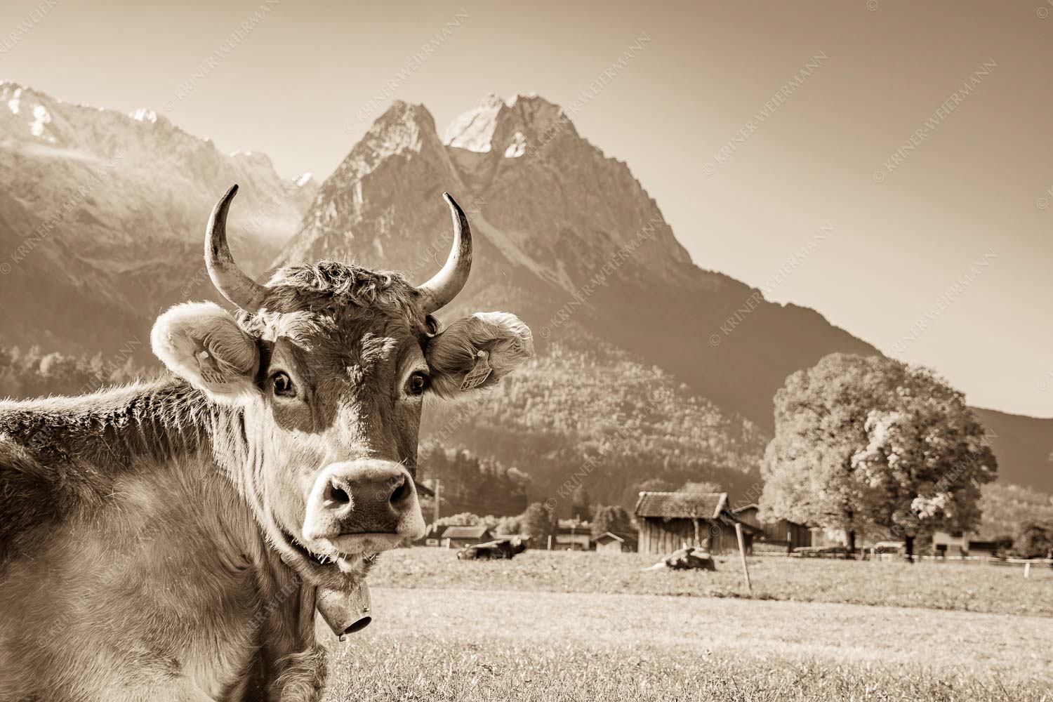 Kuh in Garmisch-Partenkirchen mit Waxenstein - Dawischt 3:2 sepia -- Kuh in Garmisch-Partenkirchen - mehr Infos bei www.Kriner-Weiermann.de