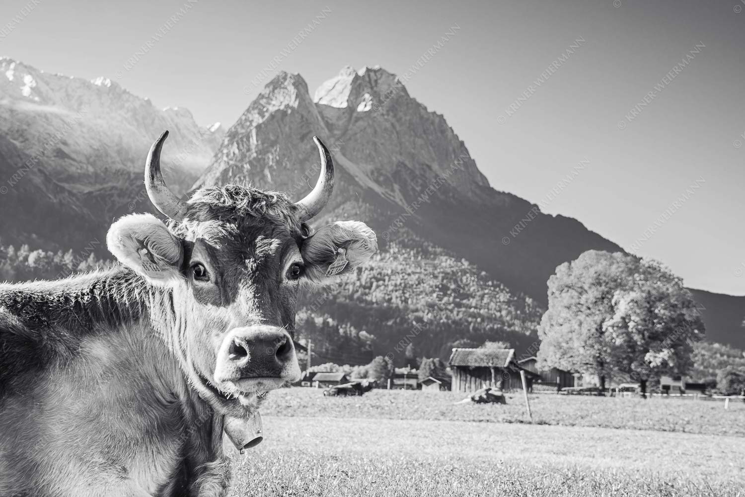 Kuh in Garmisch-Partenkirchen mit Waxenstein - Dawischt 3:2 sw -- Kuh in Garmisch-Partenkirchen - mehr Infos bei www.Kriner-Weiermann.de