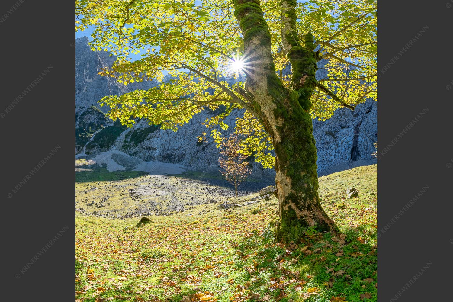 Herbstlicher Bergahorn im Oberreintal im Wettersteingebirge - Durchgeblitzt 1:1  -- Bergahorn im Oberreintal - mehr Infos bei www.Kriner-Weiermann.de
