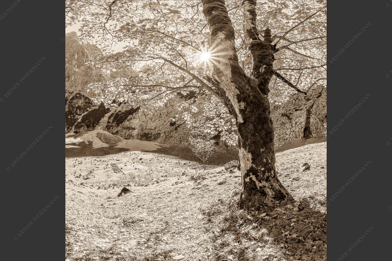Herbstlicher Bergahorn im Oberreintal im Wettersteingebirge - Durchgeblitzt 1:1 sepia -- Bergahorn im Oberreintal - mehr Infos bei www.Kriner-Weiermann.de
