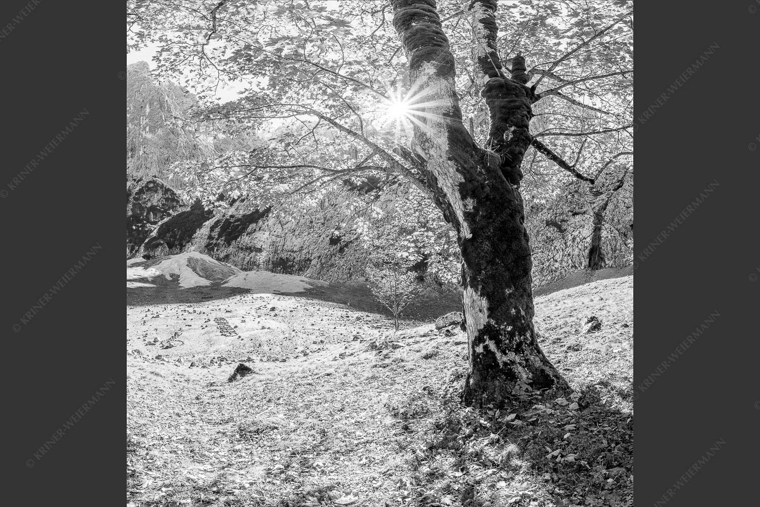 Herbstlicher Bergahorn im Oberreintal im Wettersteingebirge - Durchgeblitzt 1:1 sw -- Bergahorn im Oberreintal - mehr Infos bei www.Kriner-Weiermann.de