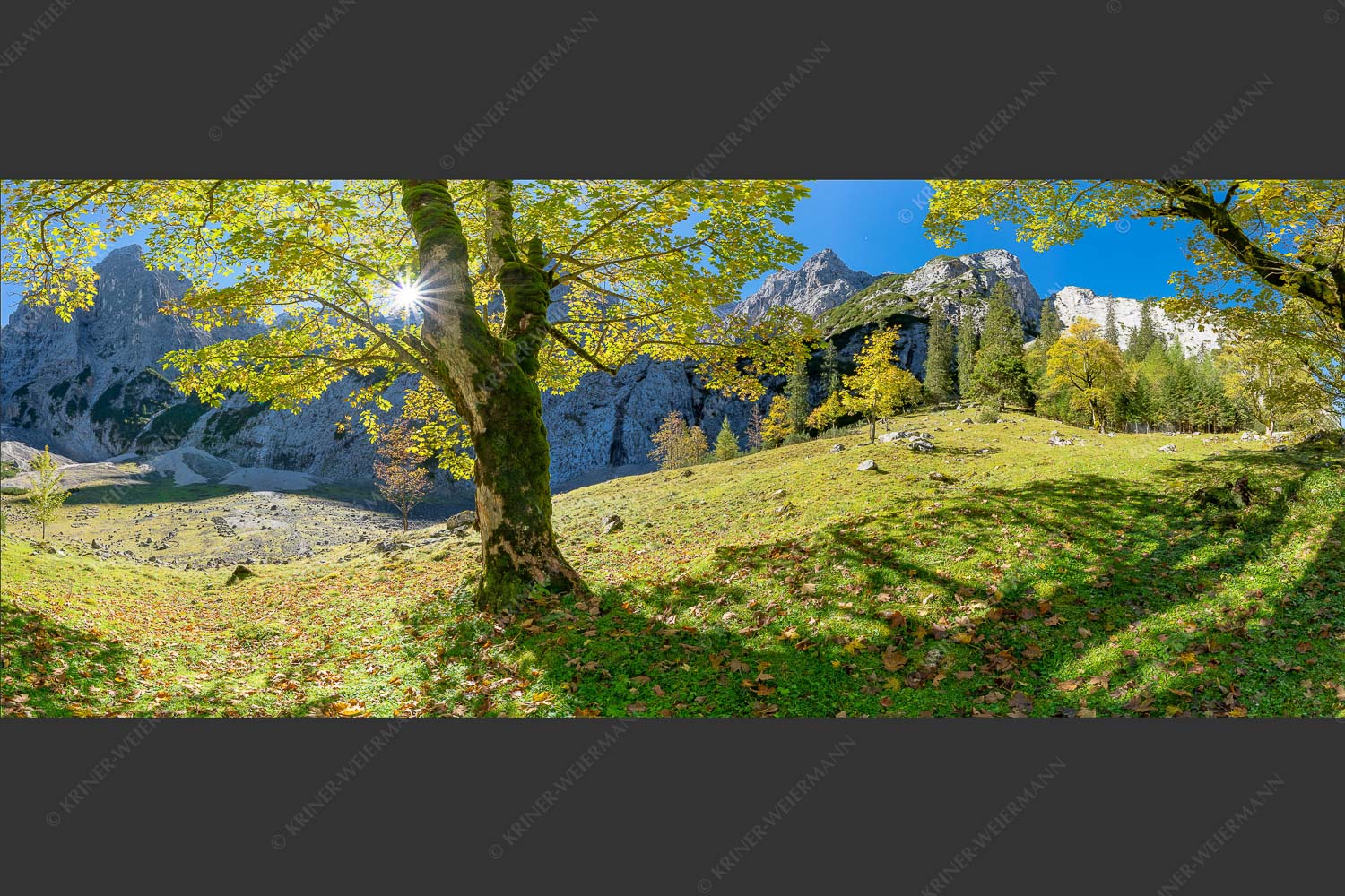 Herbstlicher Bergahorn im Oberreintal im Wettersteingebirge - Durchgeblitzt 2,5:1  -- Bergahorn im Oberreintal - mehr Infos bei www.Kriner-Weiermann.de