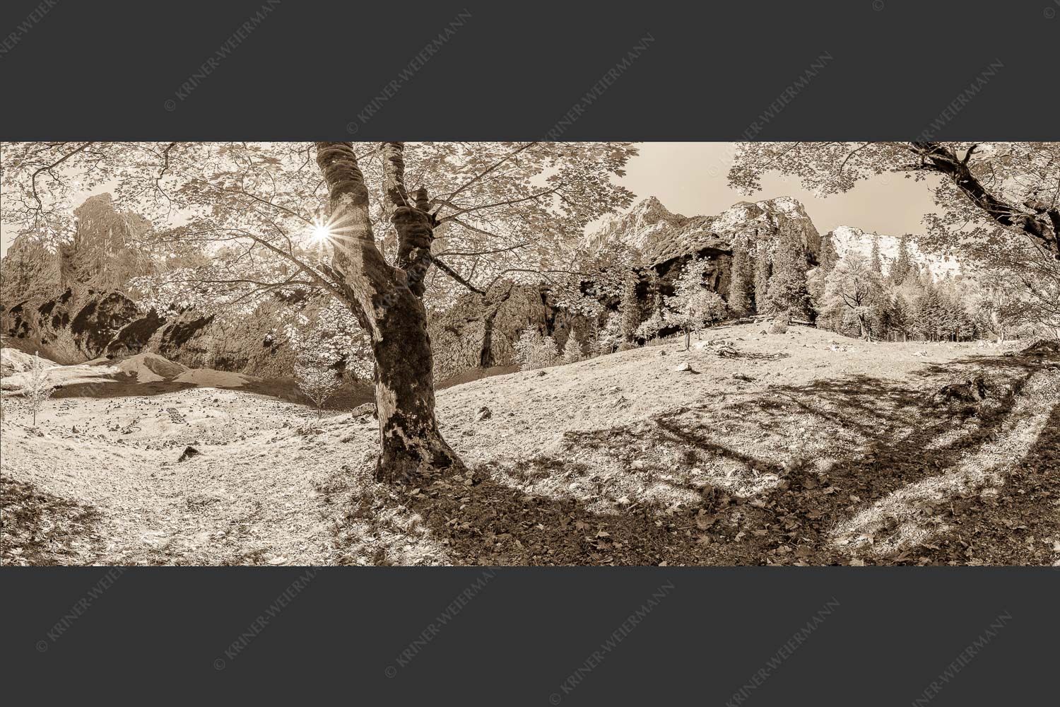 Herbstlicher Bergahorn im Oberreintal im Wettersteingebirge - Durchgeblitzt 2,5:1 sepia -- Bergahorn im Oberreintal - mehr Infos bei www.Kriner-Weiermann.de