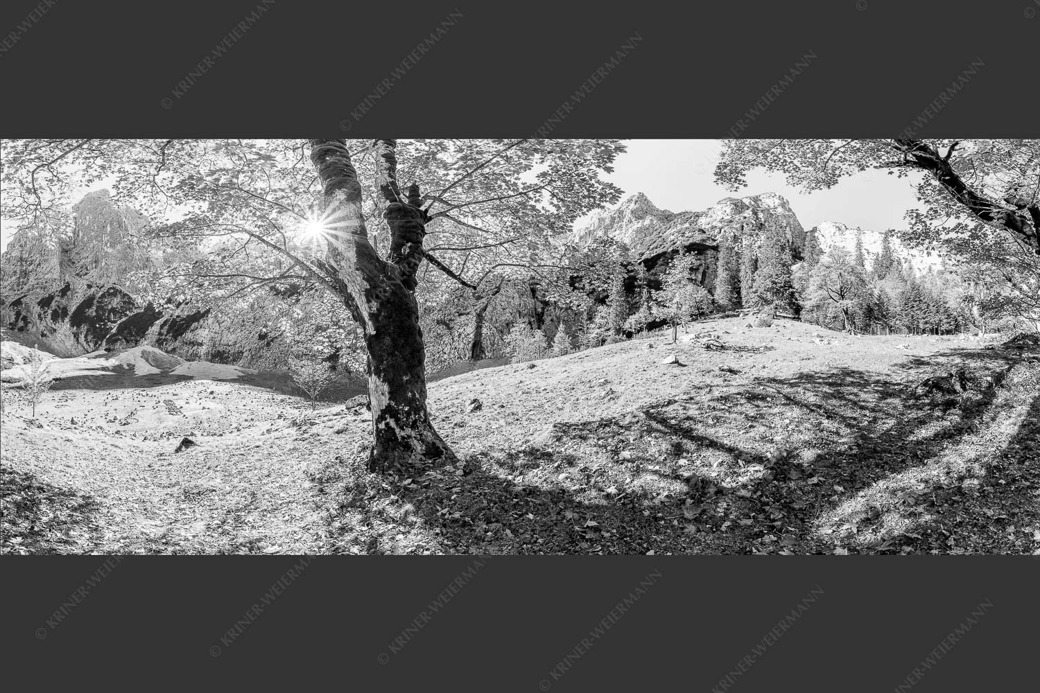 Herbstlicher Bergahorn im Oberreintal im Wettersteingebirge - Durchgeblitzt 2,5:1 sw -- Bergahorn im Oberreintal - mehr Infos bei www.Kriner-Weiermann.de