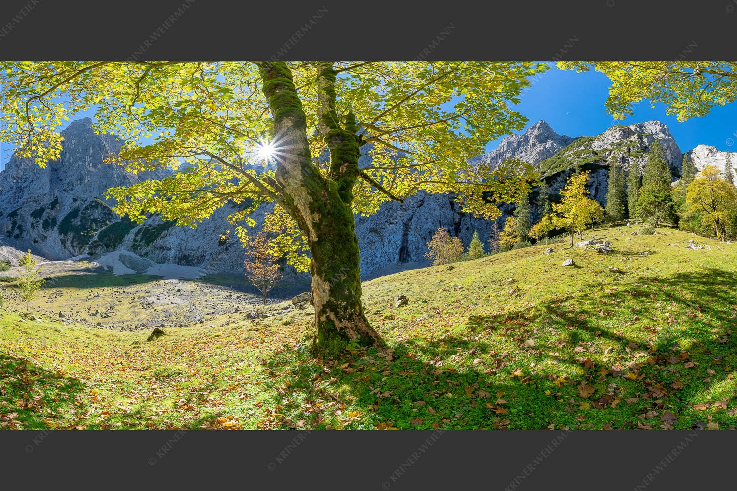 Herbstlicher Bergahorn im Oberreintal im Wettersteingebirge - Durchgeblitzt 2:1  -- Bergahorn im Oberreintal - mehr Infos bei www.Kriner-Weiermann.de