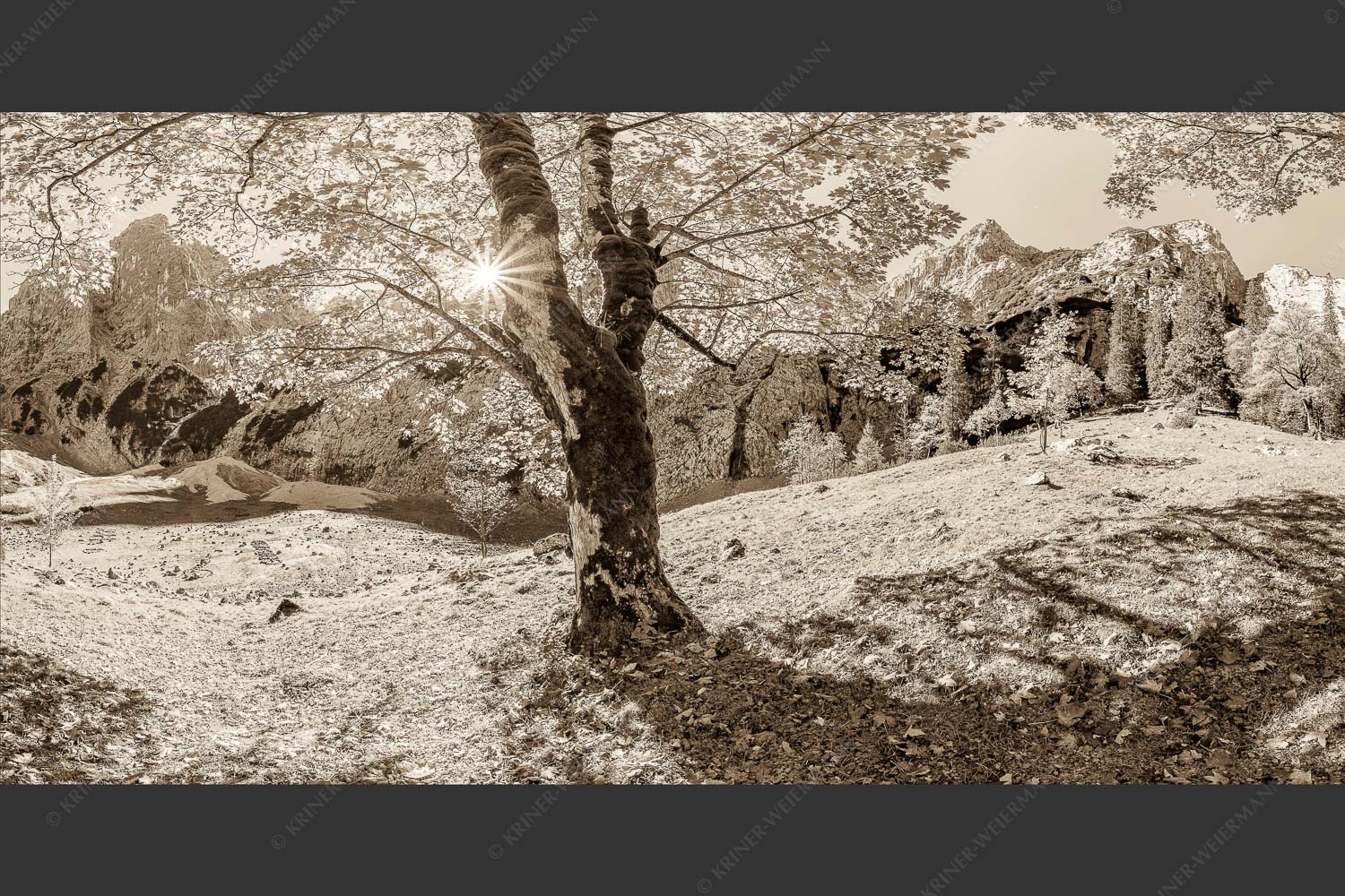 Herbstlicher Bergahorn im Oberreintal im Wettersteingebirge - Durchgeblitzt 2:1 sepia -- Bergahorn im Oberreintal - mehr Infos bei www.Kriner-Weiermann.de