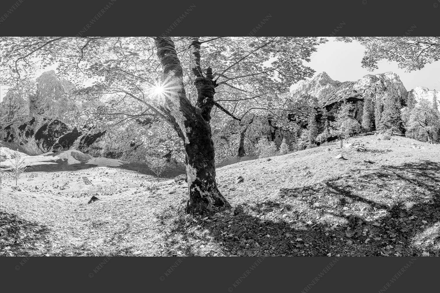 Herbstlicher Bergahorn im Oberreintal im Wettersteingebirge - Durchgeblitzt 2:1 sw -- Bergahorn im Oberreintal - mehr Infos bei www.Kriner-Weiermann.de