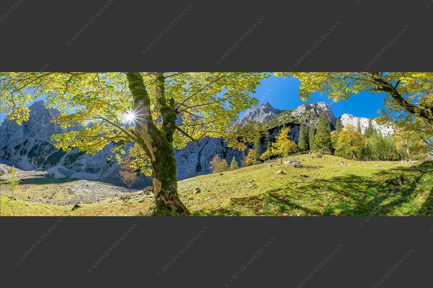 Herbstlicher Bergahorn im Oberreintal im Wettersteingebirge - Durchgeblitzt 3:1  -- Bergahorn im Oberreintal - mehr Infos bei www.Kriner-Weiermann.de