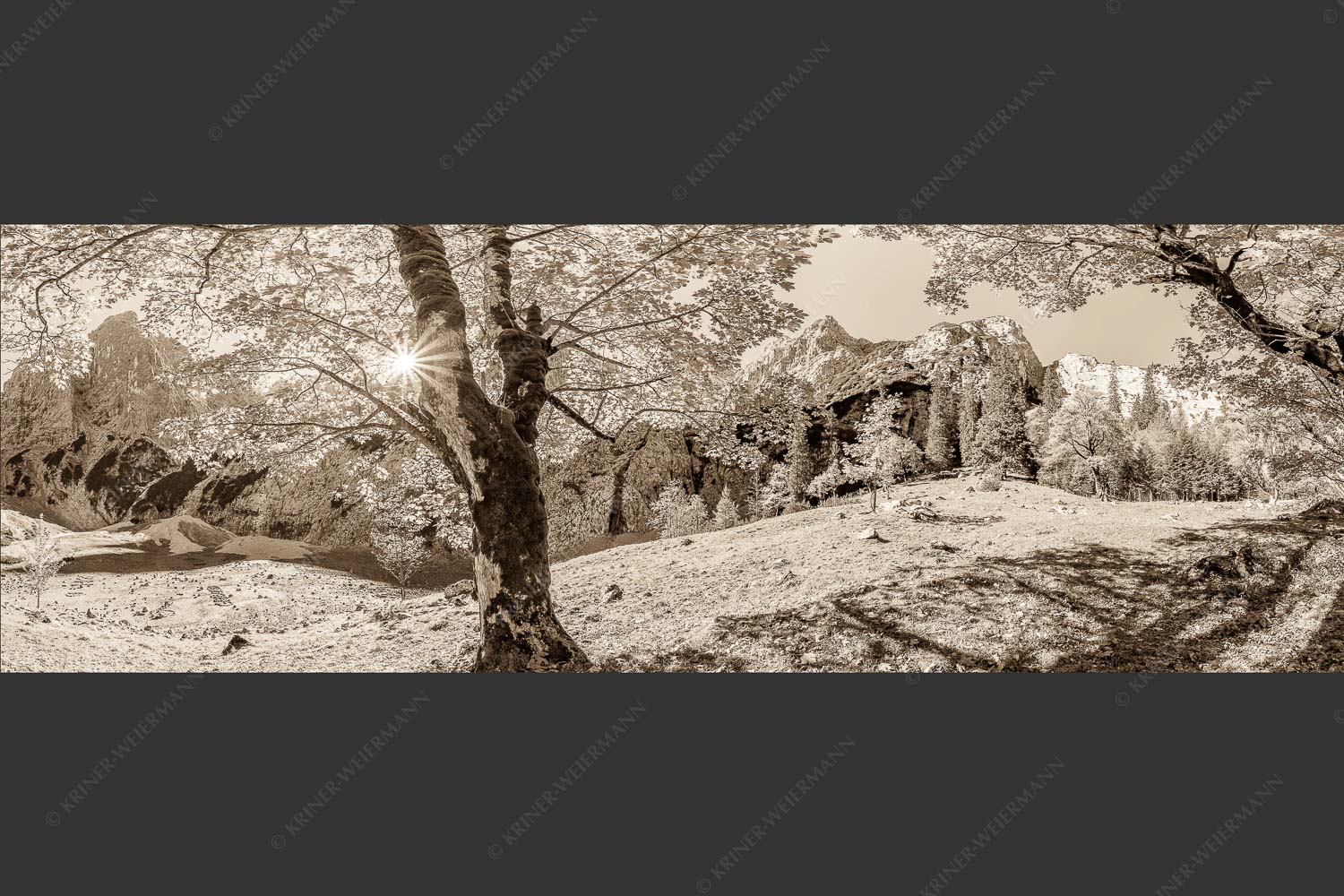 Herbstlicher Bergahorn im Oberreintal im Wettersteingebirge - Durchgeblitzt 3:1 sepia -- Bergahorn im Oberreintal - mehr Infos bei www.Kriner-Weiermann.de