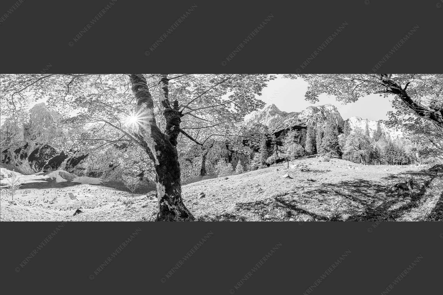 Herbstlicher Bergahorn im Oberreintal im Wettersteingebirge - Durchgeblitzt 3:1 sw -- Bergahorn im Oberreintal - mehr Infos bei www.Kriner-Weiermann.de