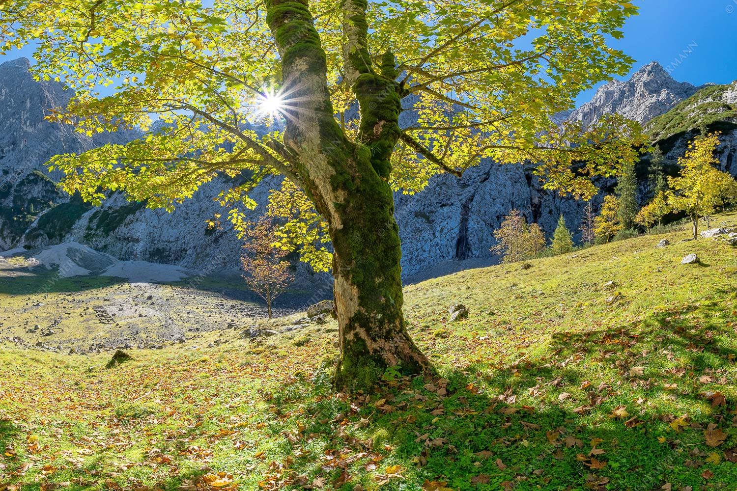 Herbstlicher Bergahorn im Oberreintal im Wettersteingebirge - Durchgeblitzt 3:2  -- Bergahorn im Oberreintal - mehr Infos bei www.Kriner-Weiermann.de