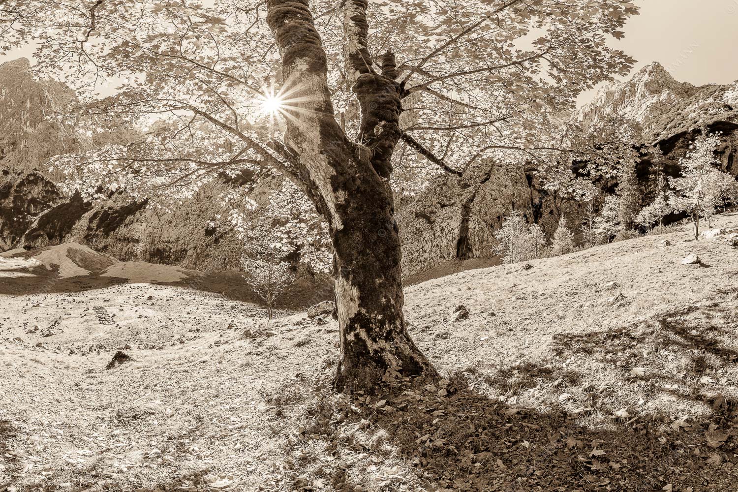 Herbstlicher Bergahorn im Oberreintal im Wettersteingebirge - Durchgeblitzt 3:2 sepia -- Bergahorn im Oberreintal - mehr Infos bei www.Kriner-Weiermann.de