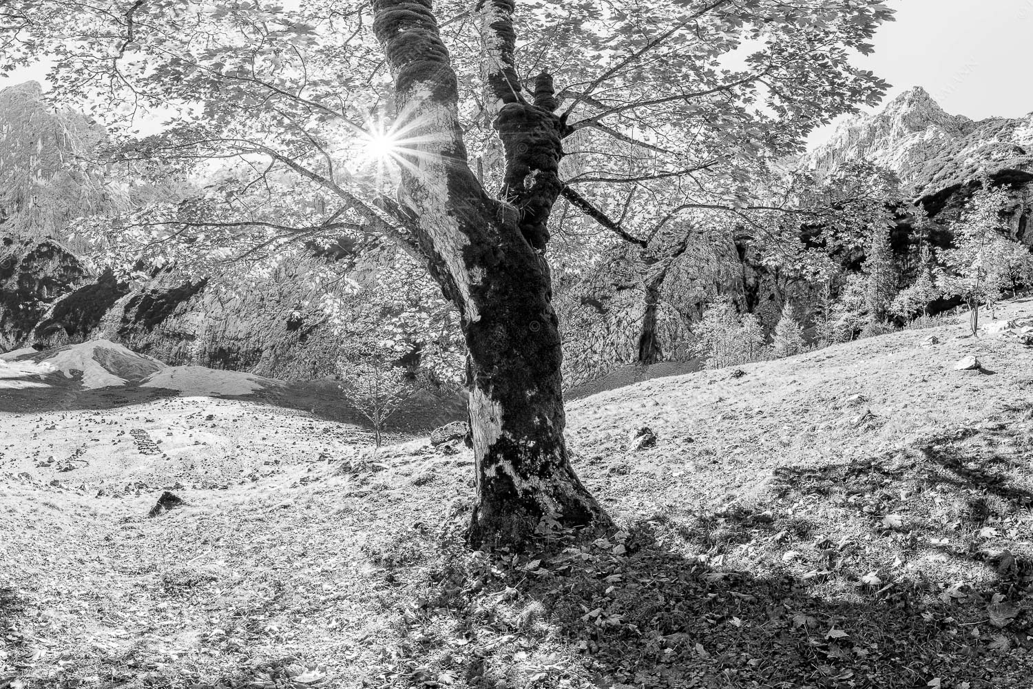 Herbstlicher Bergahorn im Oberreintal im Wettersteingebirge - Durchgeblitzt 3:2 sw -- Bergahorn im Oberreintal - mehr Infos bei www.Kriner-Weiermann.de