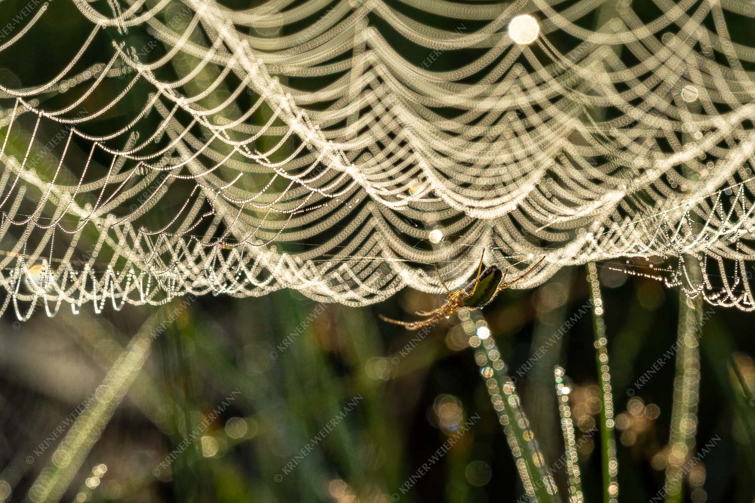 Spinnennetz mit Spinne im Morgentau - Festsaal 3:2  -- Spinnennetz - mehr Infos bei www.Kriner-Weiermann.de